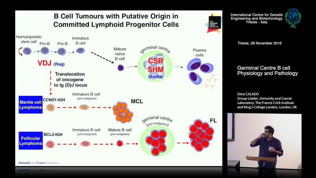 D. Calado - Germinal Centre B cell Physiology and Pathology