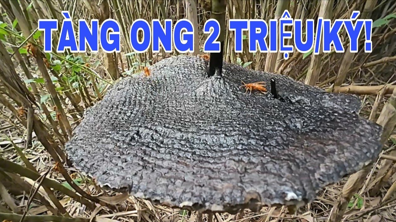 Cái Nghề Nhiều Tranh Cãi | Lấy Tàng Ong Nghệ Giá Gần 2 Triệu/Ký!