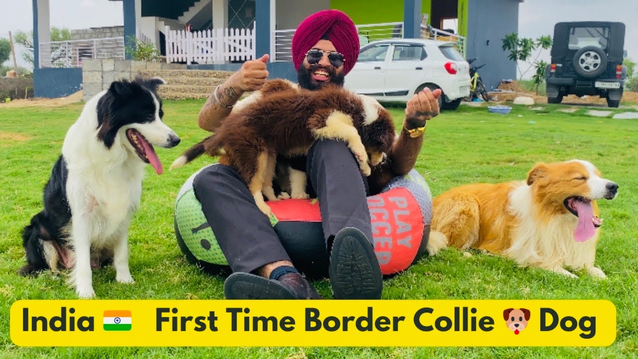 India 🇮🇳 में पहेली बार Border Collie Dog और Puppy 🐶के साथ पुरा Vlog 😍