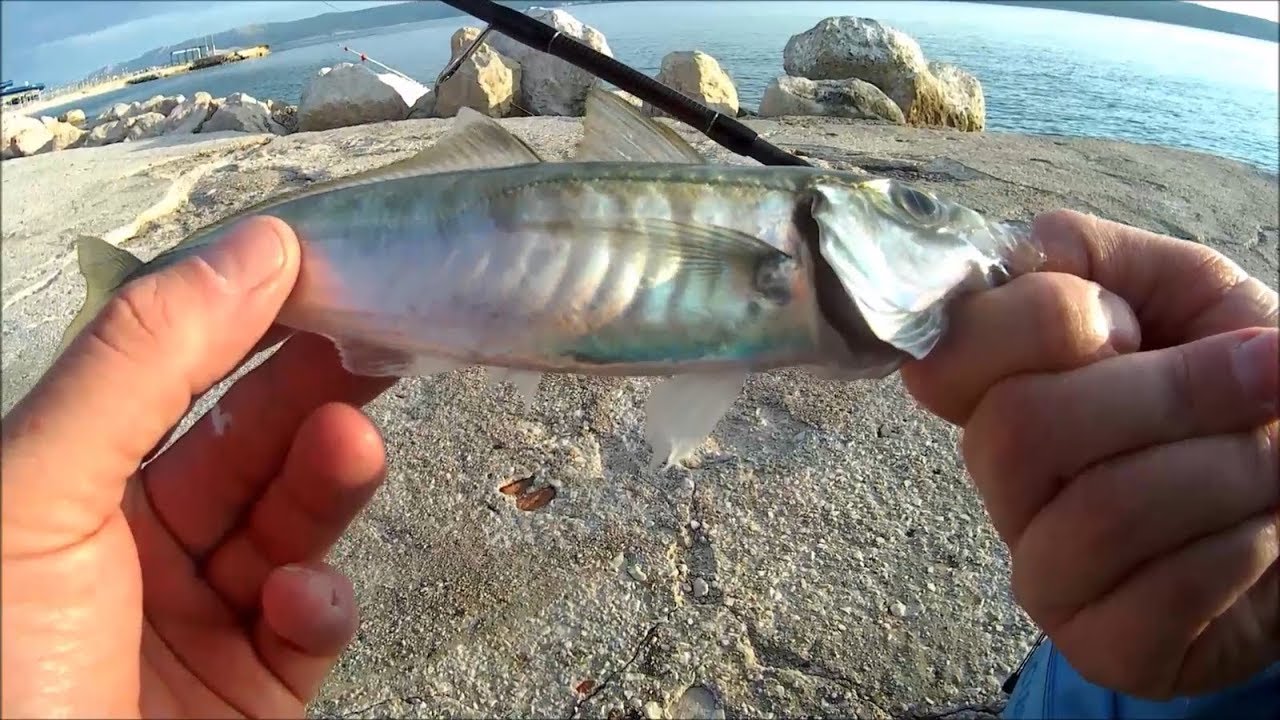 Adriatic Sea fishing (Selce) for Šarun (lat. Trachurus trachurus) and Arbun (Pagellus erythrinus)