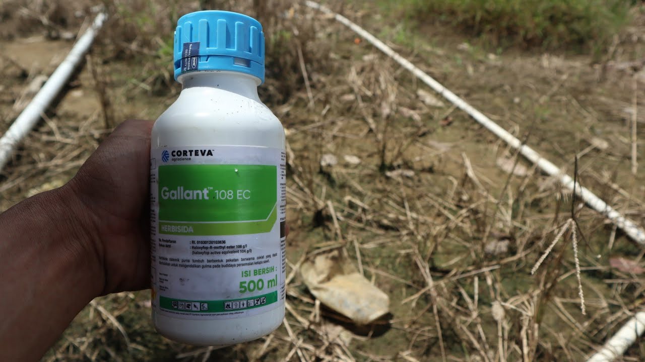 Cara mematikan Rumput paling bandel