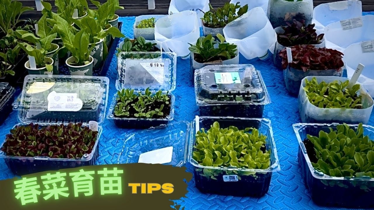 春菜育苗攻略 Low-Cost Seed Starting Hacks