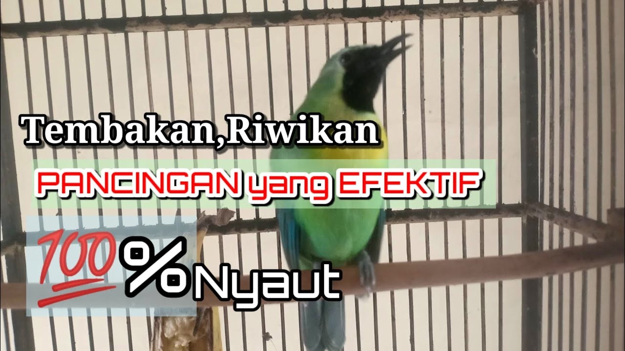 CUCAK RANTING GACOR SUARA JERNIH UNTUK PANCINGAN YANG SUSAH BUNYI || CUCAK RANTING GACOR FULL Isian