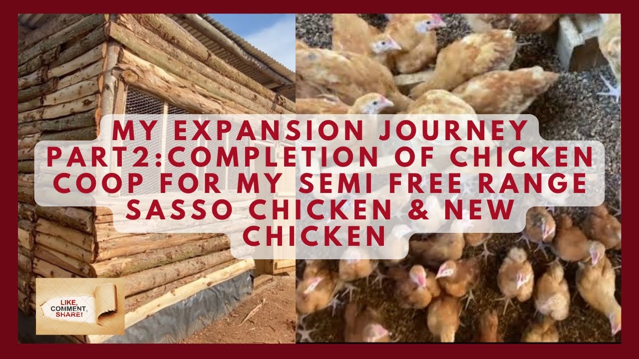 My Expansion Journey Part 2:My First Sasso Chicken Coup & New Chicken