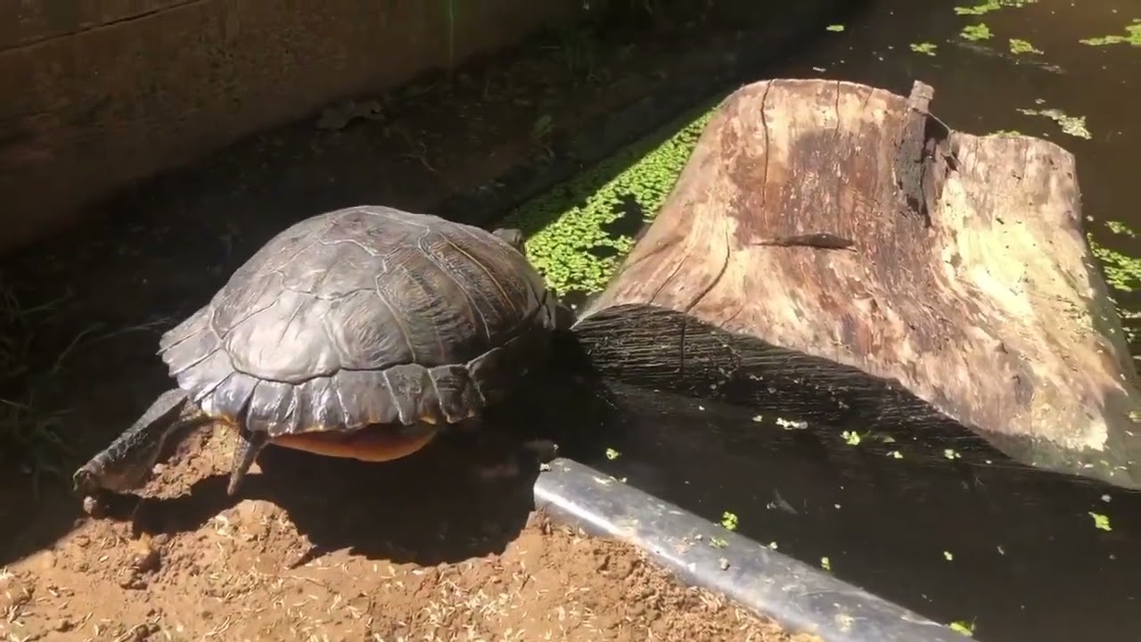 Opening schildpaddenopvang Faunawatch