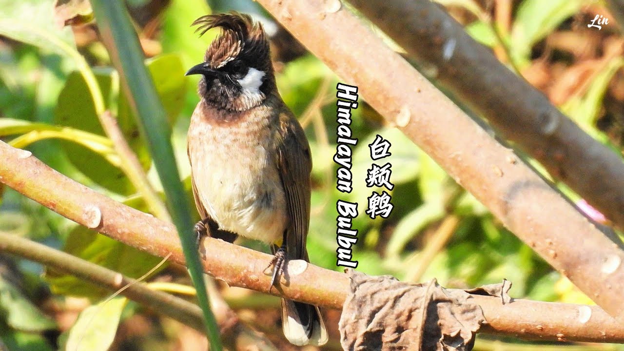 Himalayan Bulbul