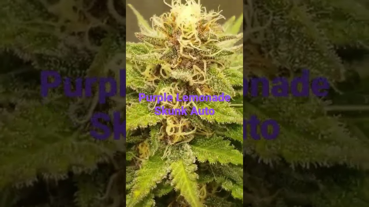 Purple Lemonade Skunk Autoflower day 51
