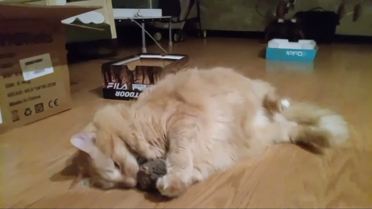 Orange cats are different 