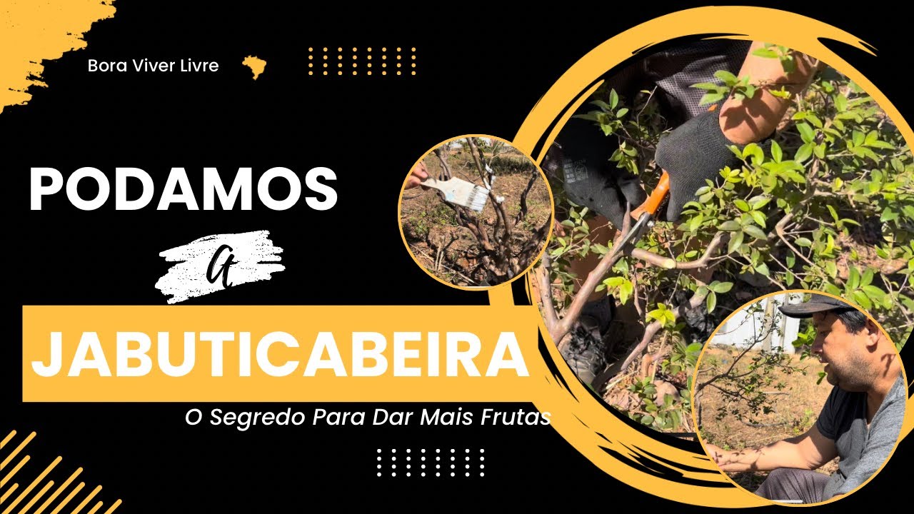 Minha Experiência Podando Jabuticabeira: Dicas e Macetes