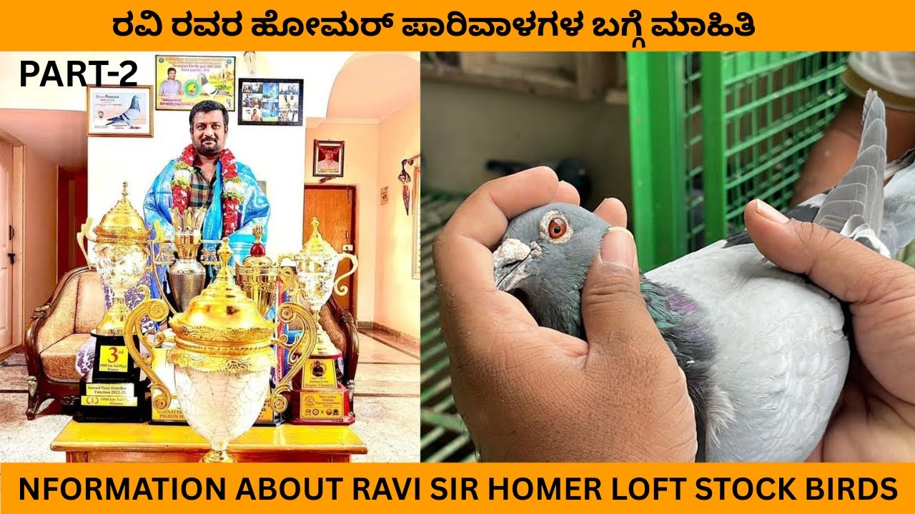 Information about ravi sir homer loft stock birds / ರವಿ ರವರ ಹೋಮರ್ ಪಾರಿವಾಳಗಳ ಬಗ್ಗೆ ಮಾಹಿತಿ