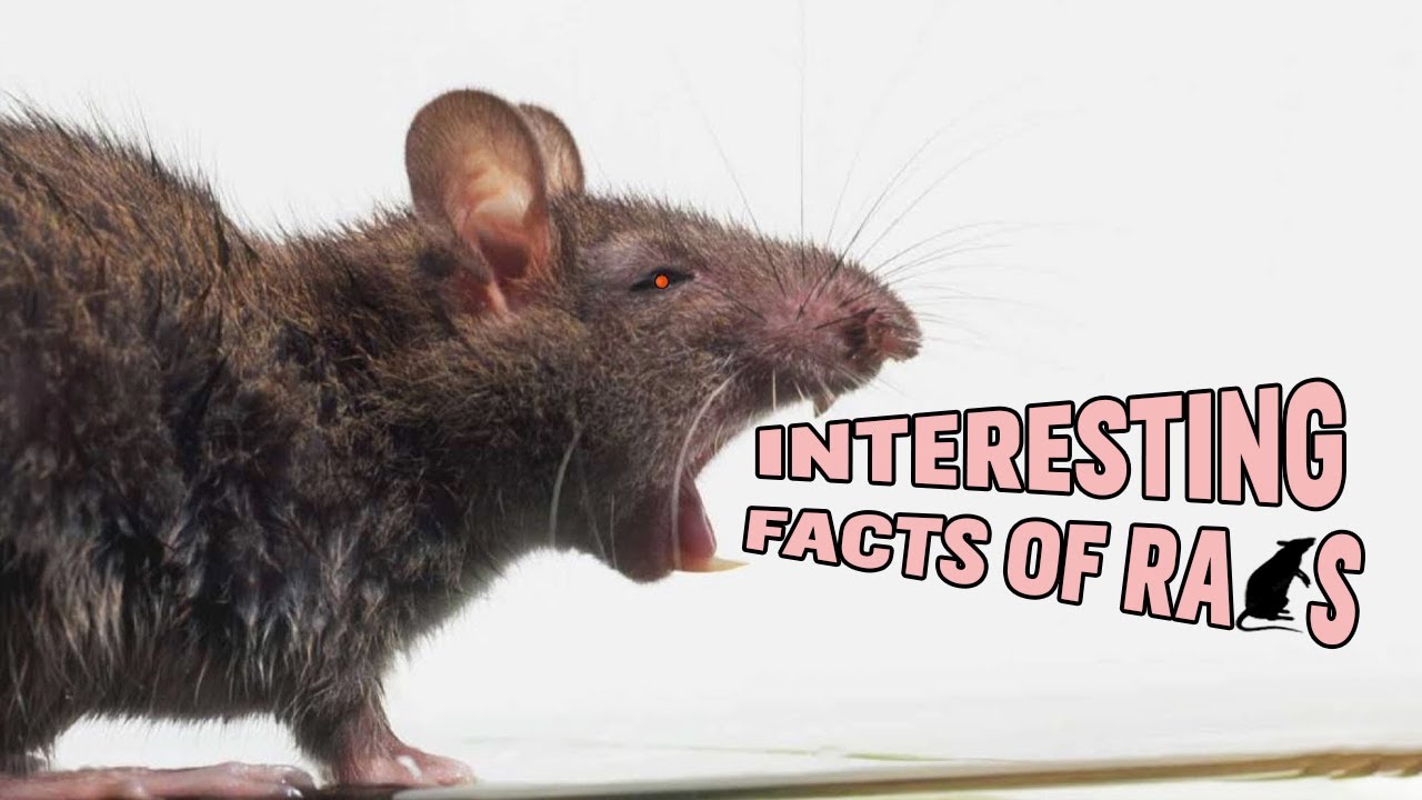 Interesting Facts About Rats To Keep As Pet