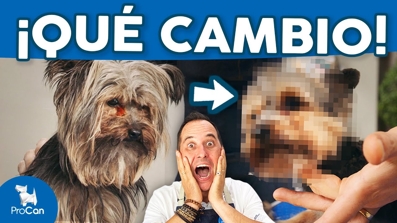 ¡CAMBIO RADICAL! 😍 Cómo cortar el pelo a un perro Yorkshire Terrier con máquina