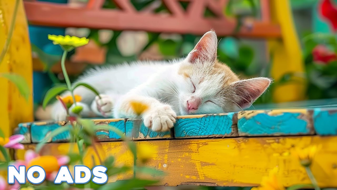 12 Hours Of Music For Cat to Fall Into Deep Sleep🐈Stress Relief♬ Heal Stress For Cat Soothing Piano