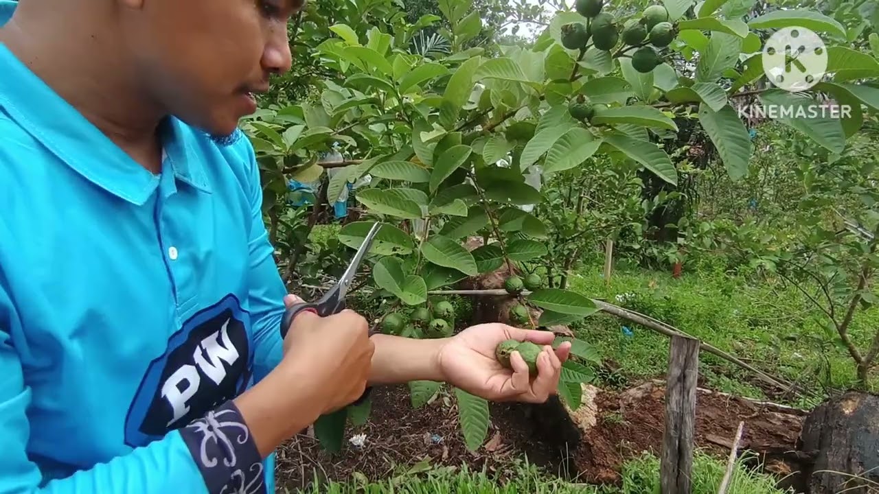 Bungkus jambu
