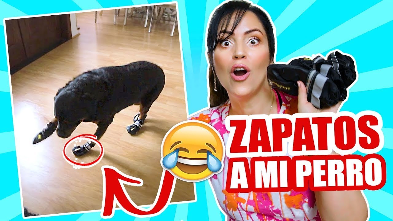 LE PONGO ZAPATOS a mi PERRO y ASÍ REACCIONA! 😱 😅  SandraCiresArt ft Karim