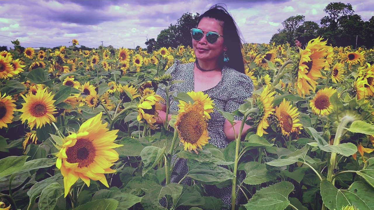 SunFlower at Ballyboughal Airfield EIBB Dublin Ireland