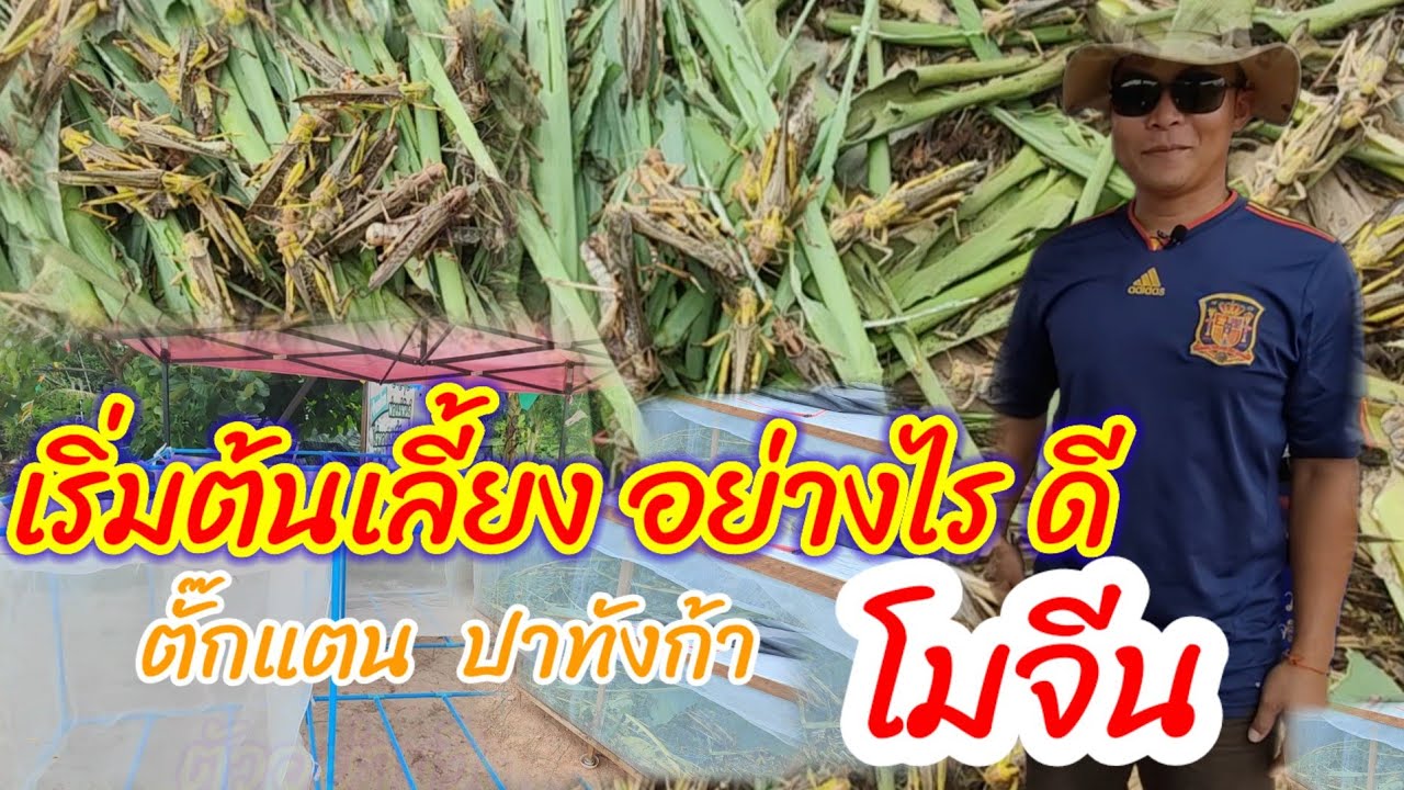 เริ่มต้นเลี้ยงอย่างไร  ตั๊กแตนปาทังก้า  โมจีน   แมลงสร้างรายได้