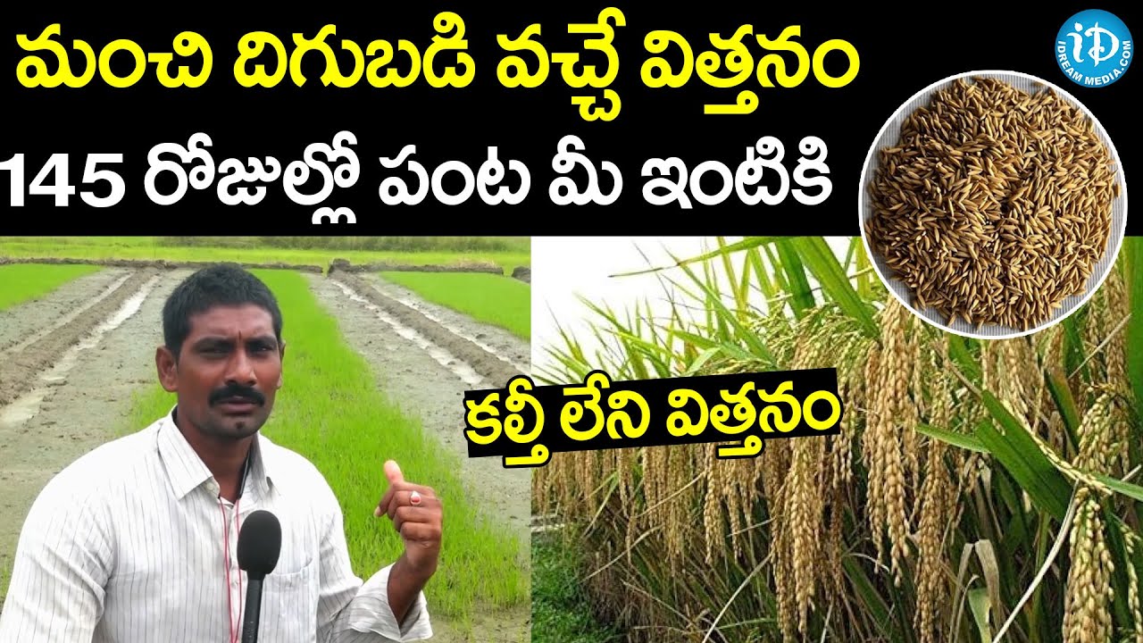 మంచి దిగుబడి వచ్చే విత్తనం..| RGL 7034 Best Paddy Seeds | Paddy Seeds | I Dream