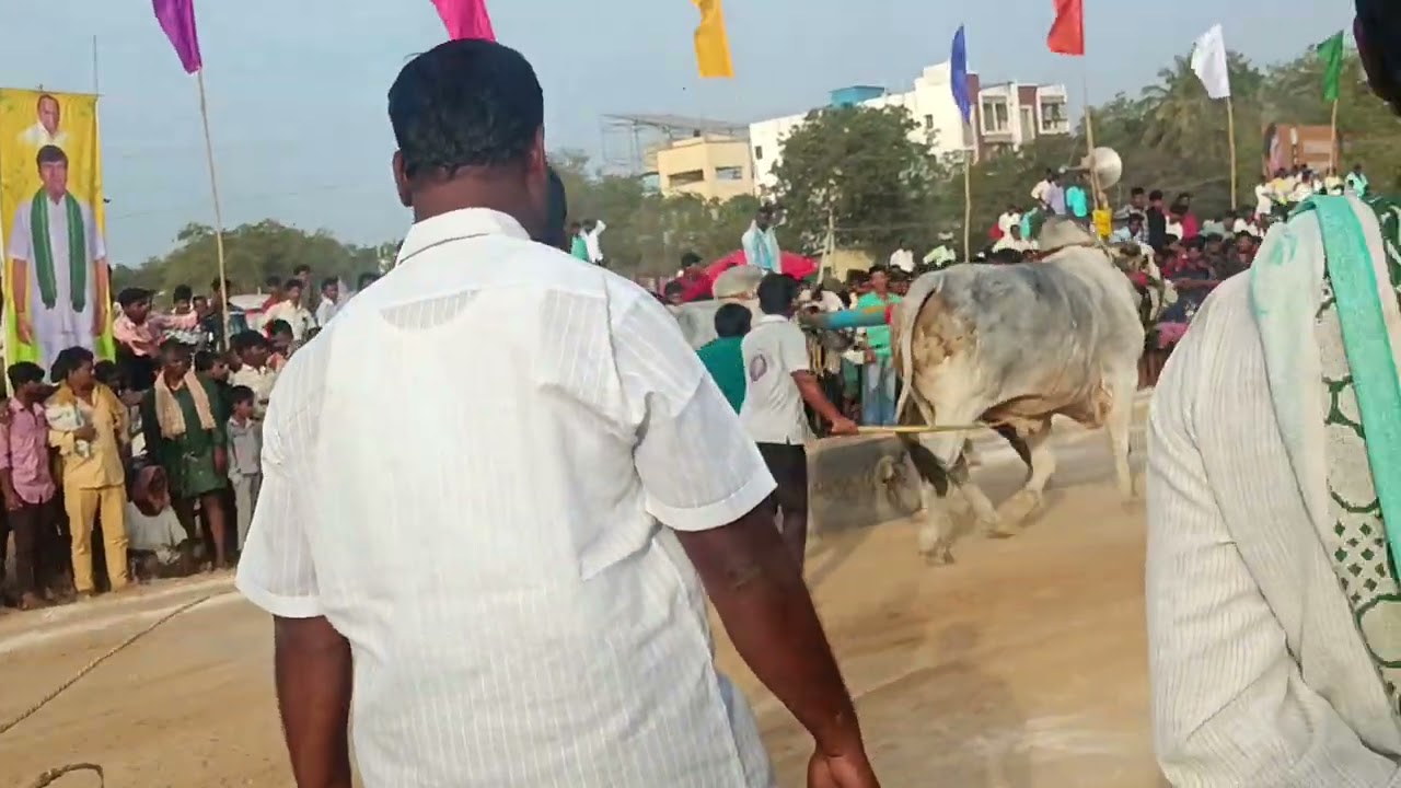 Ongole bulls racing in yemmiganuru #viral #viralvideo #1million 