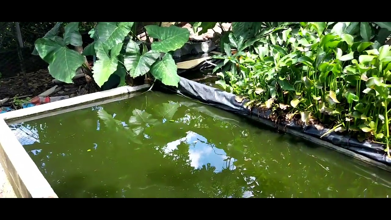 Cuanto tarda la tilapia en alcanzar peso para la venta