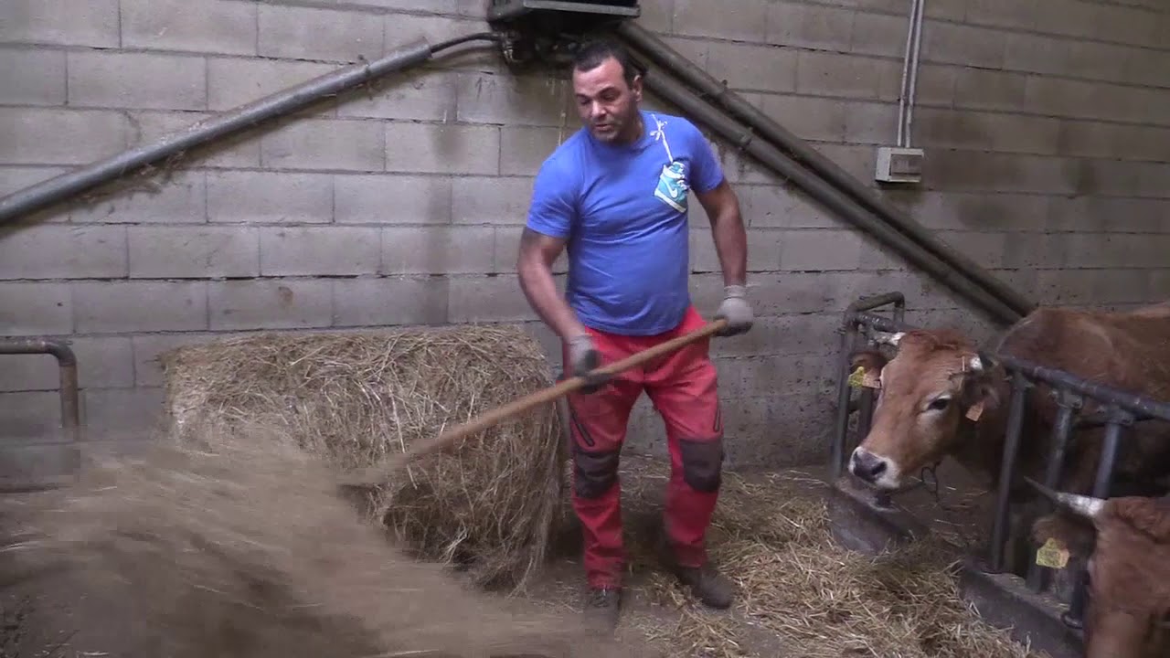 Ganaderos en su habitat | Ganado estabulado en Bulden | 19.2.2021