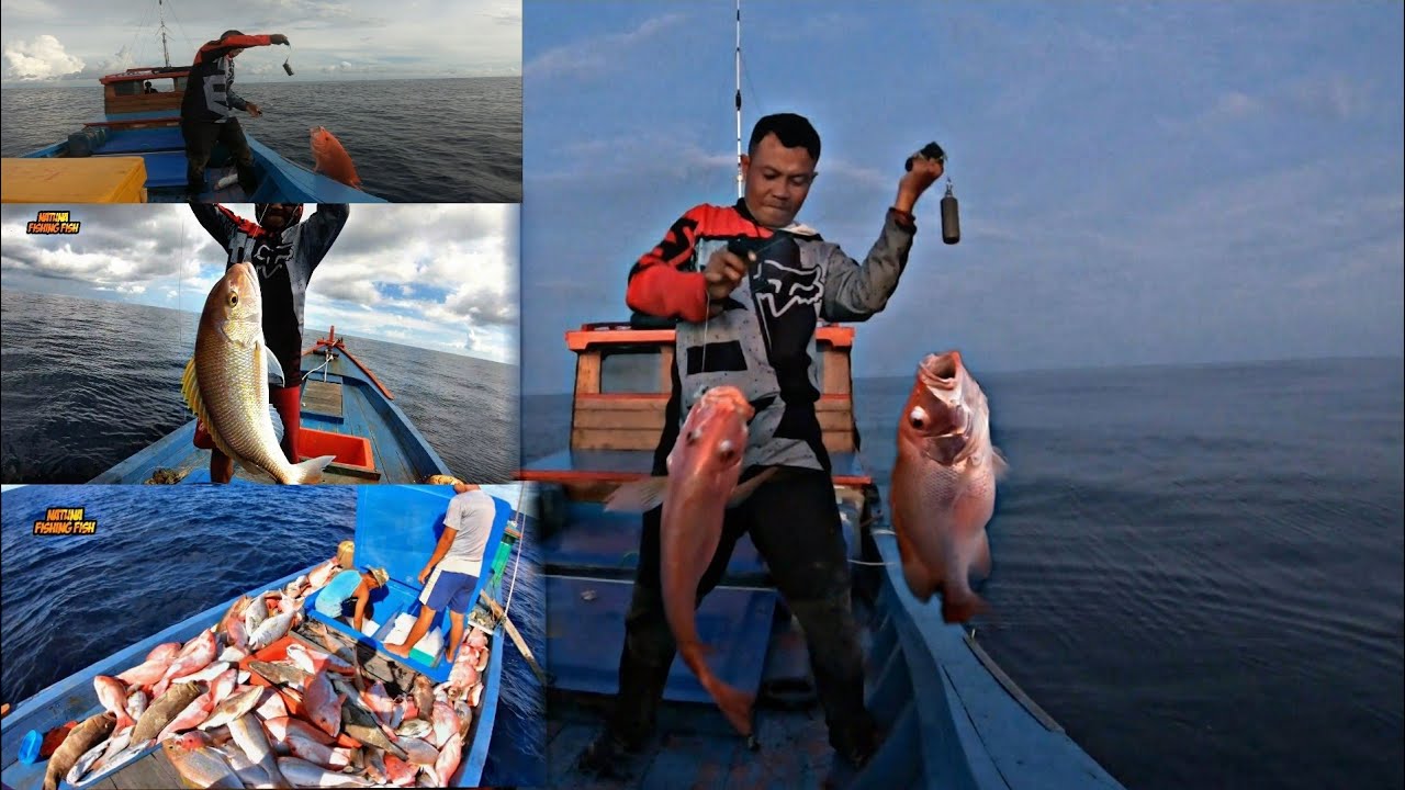 Mancing di sarang KAKAP MERAH umpan tuna Total tangkapan 700kg lebih!!