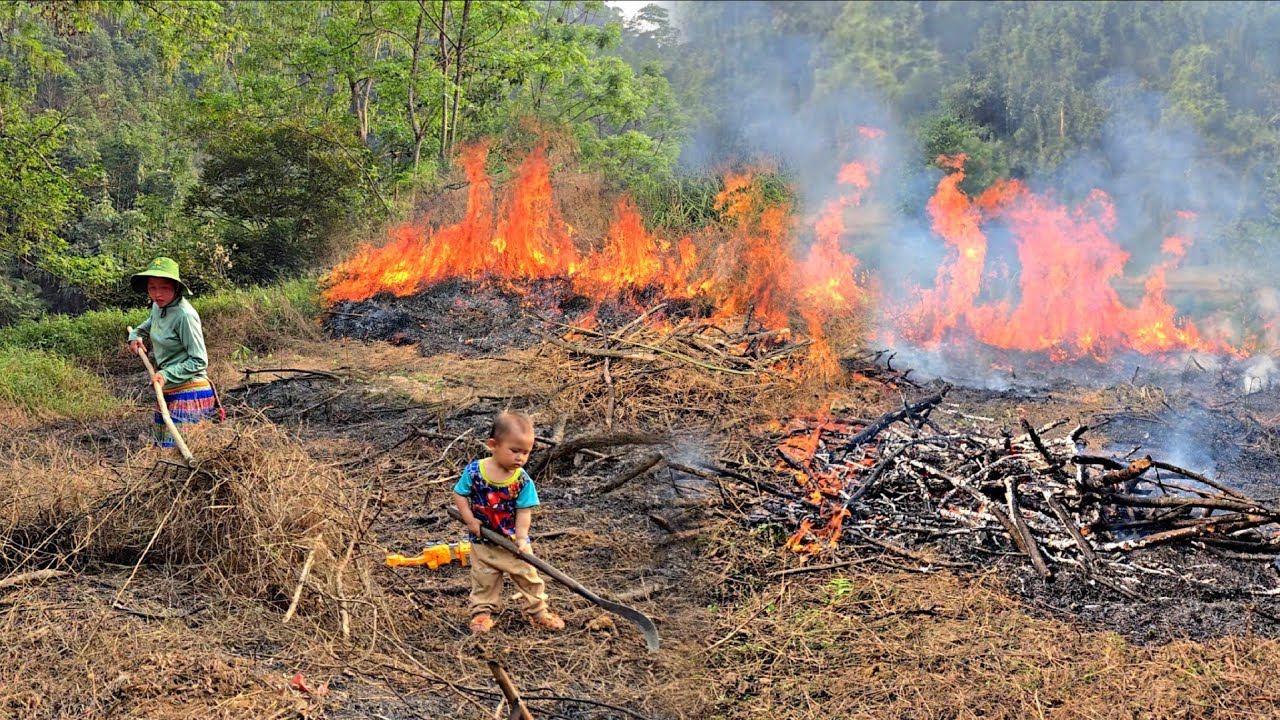Single mother transforms land to grow more corn: The life of Ly Tieu Ca