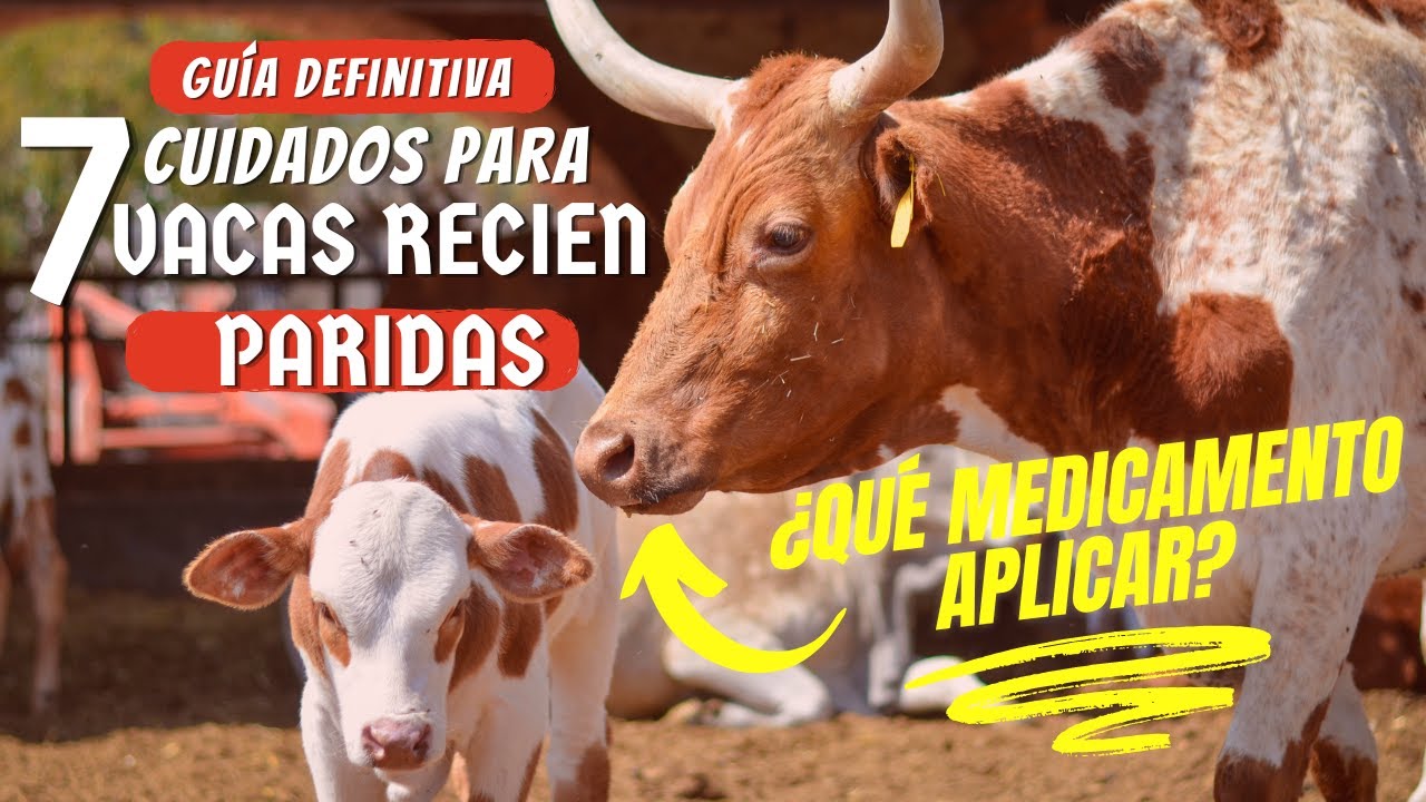 🚨 GUÍA COMPLETA: QUÉ HACER DESPUÉS DEL PARTO EN VACAS ¡PASO A PASO! 🚨