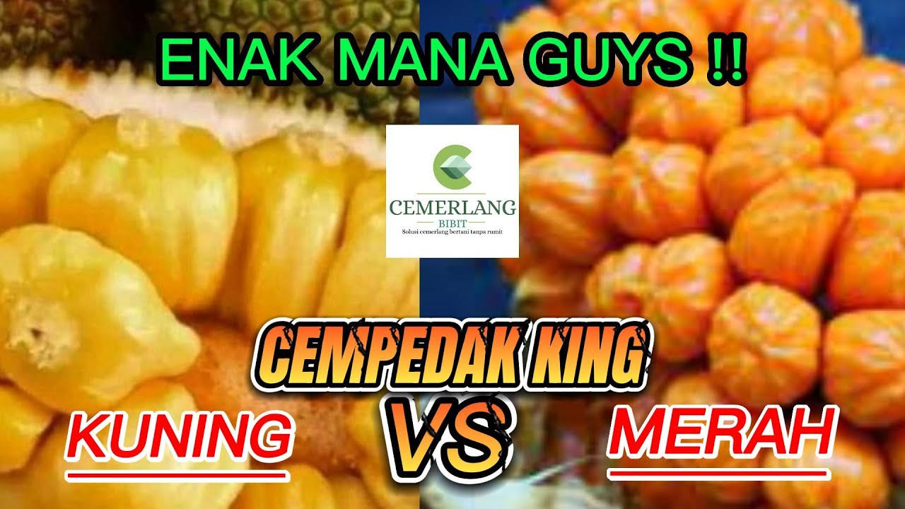 CEMPEDAK REVIEW KING YELLOW VS KING RED.