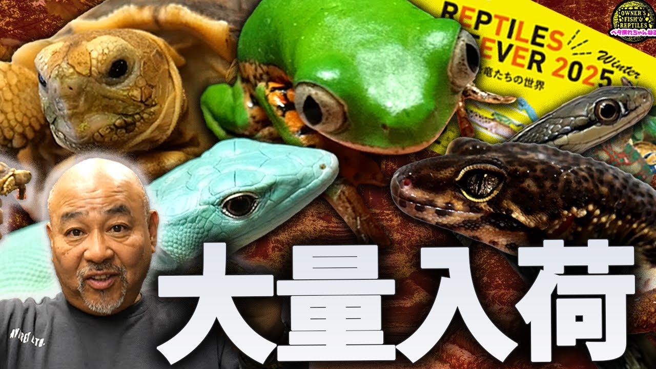 レプタイルズフィーバーのために大量入荷しました【レプタイルズフィーバー】