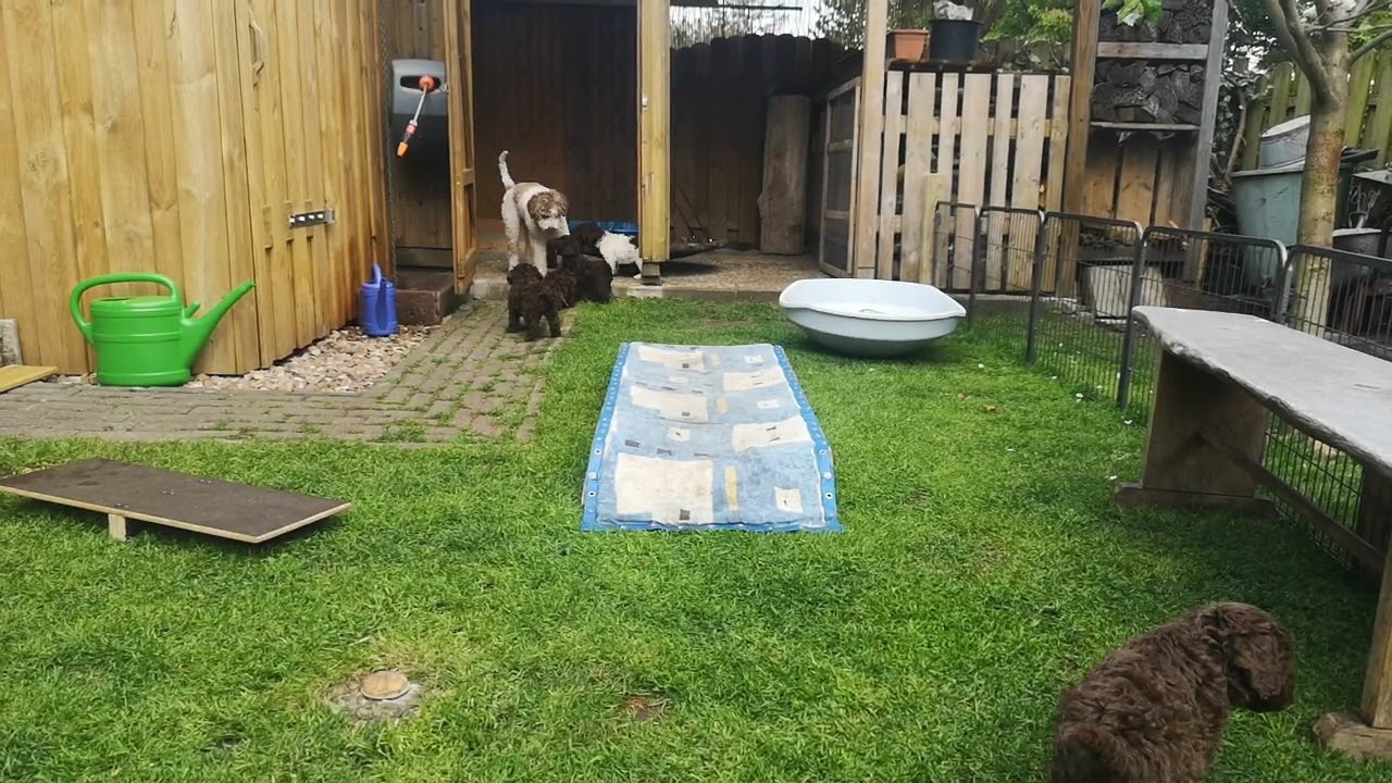 Lagotto Romagnolo 6 Wochen alte Wuschels spielen mit der 7 Monate alten cleo