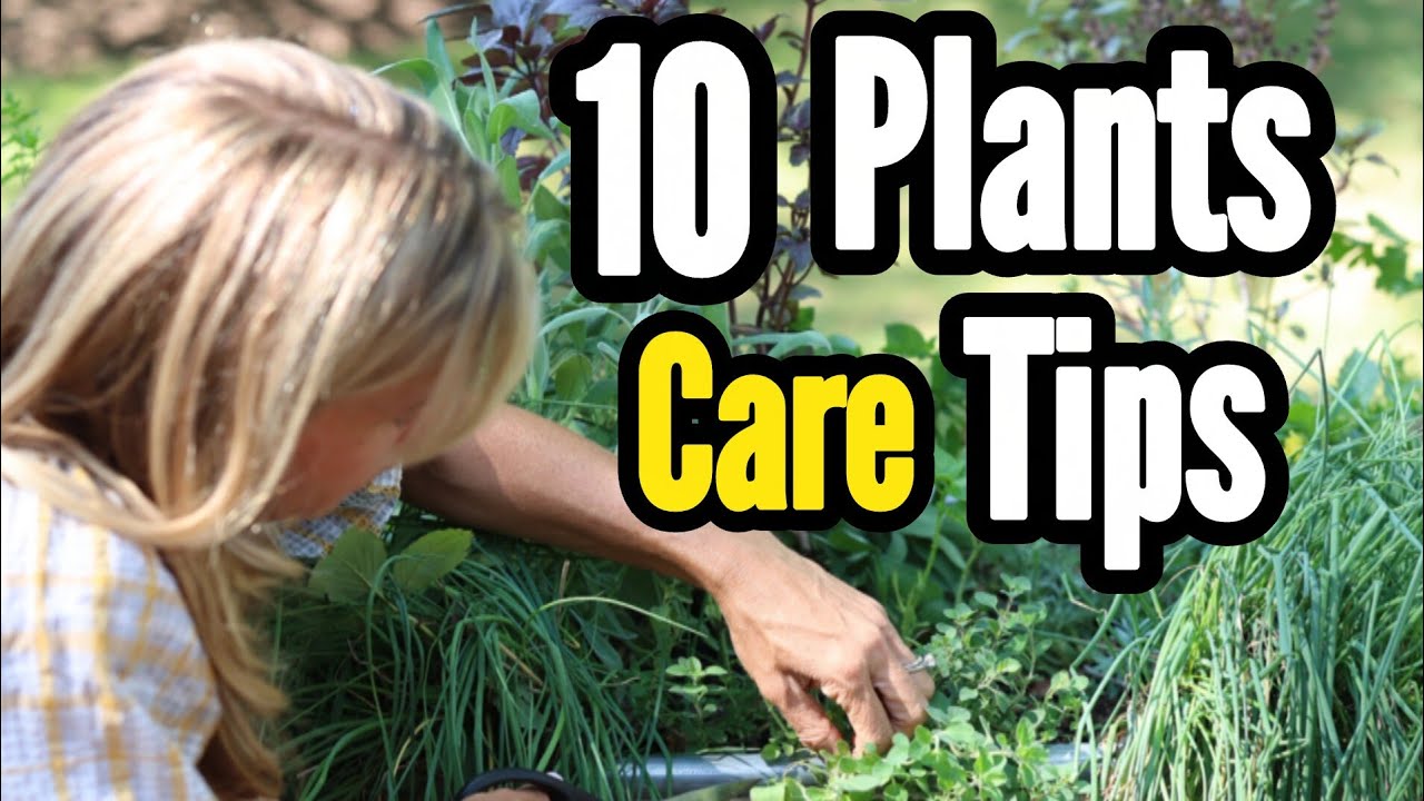 Easy Daily Plant Care Routine/How to Keep Your Indoor Plants Healthy | Plant Care Tips for Beginners