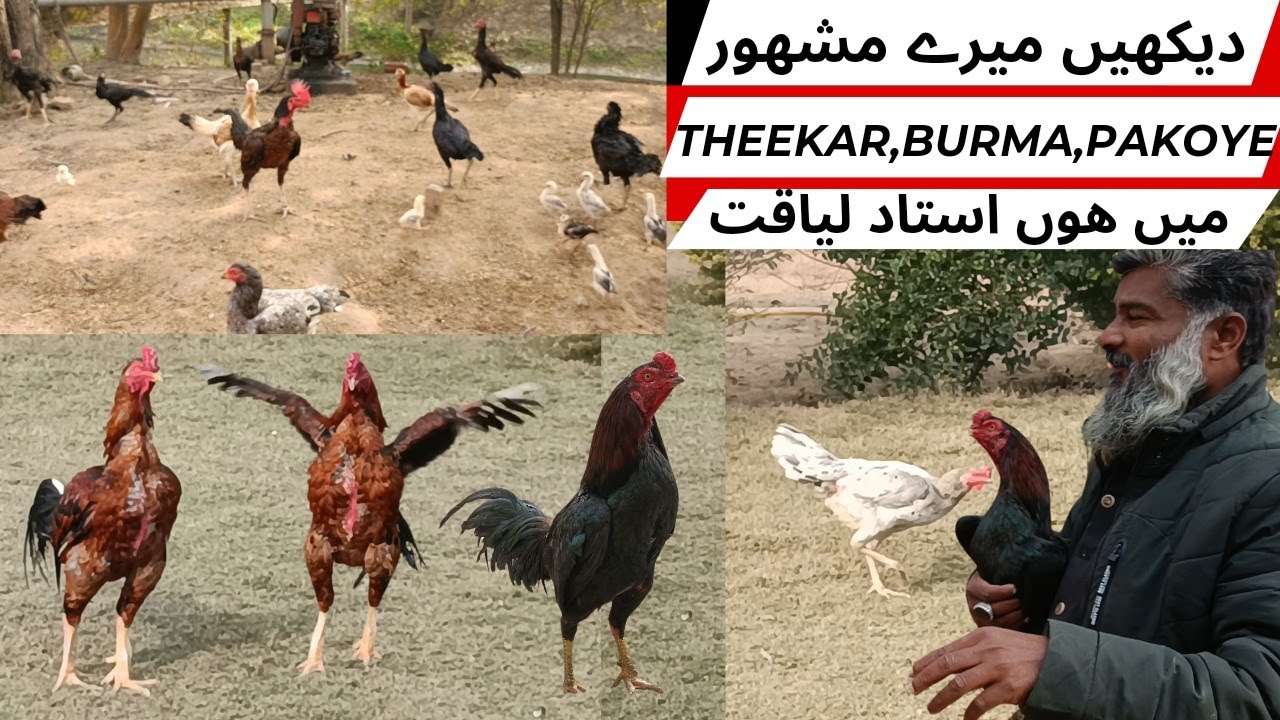 Ustad Liaqat Burmi Aseel New Farm | Thai Aseel Murga | Turkish Hint Horozu | Qaib Thai | Shamo Aseel