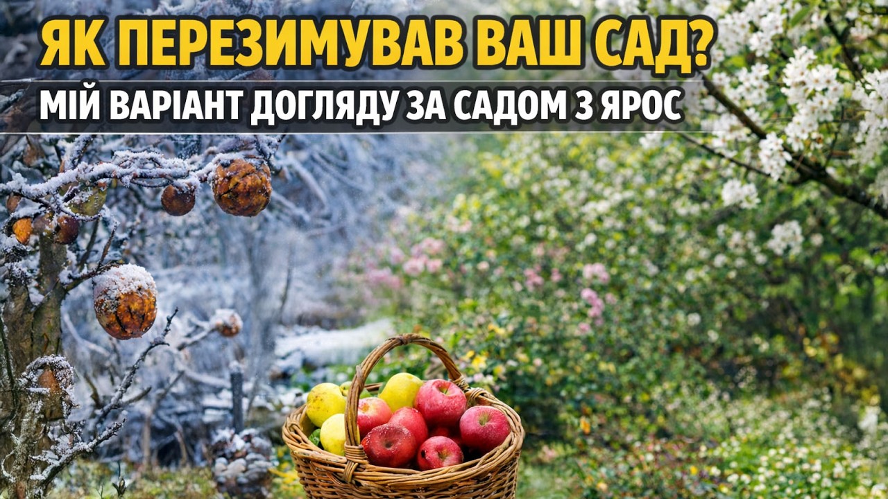 Перезимівля вашого саду є наслідком вибору саджанців | Мій варіант догляду за садом з ЯРОС