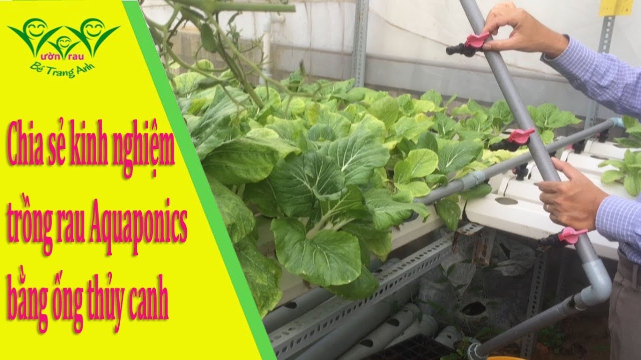 AQUAPONICS: Chia sẻ kinh nghiệm trồng rau AQUAPONICS bằng ống thủy canh (NFT)