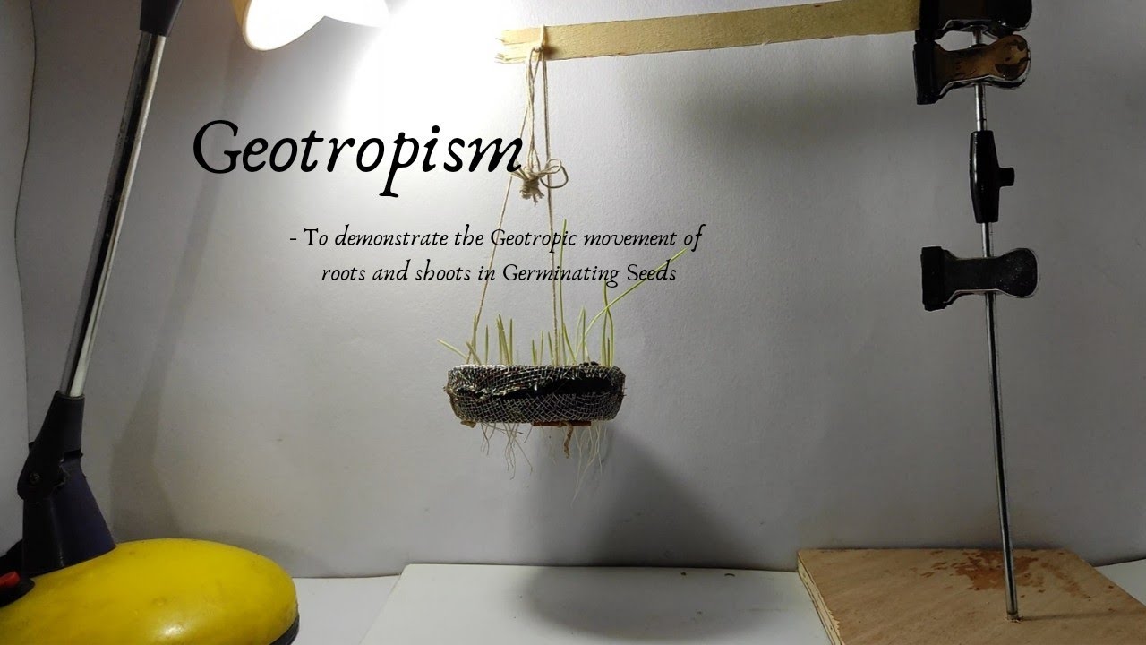 GEOTROPISM