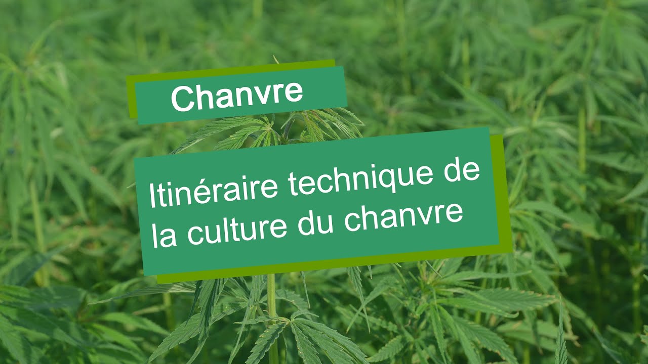 L'itin&eacute;raire technique de la culture du chanvre
