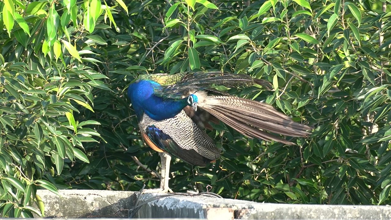 Beautiful Peacock / Indian Peafowl मोर का वीडियो 