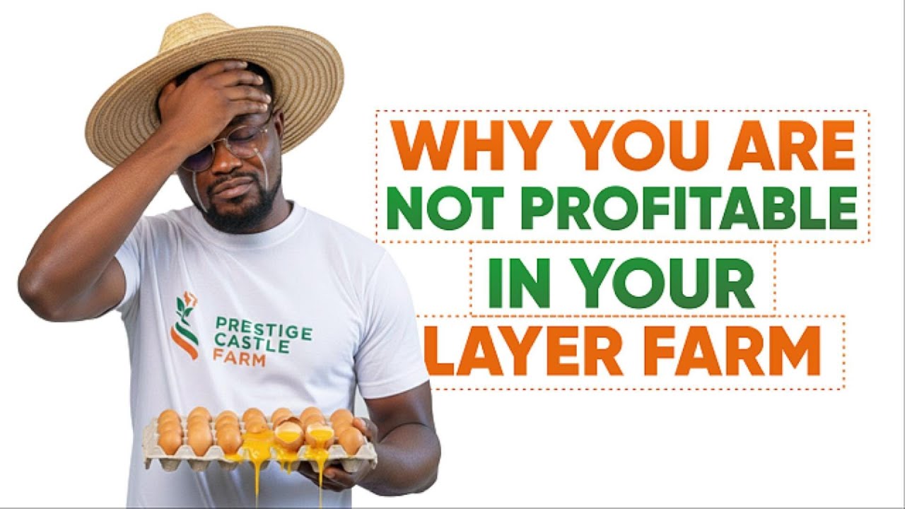WHY YOU ARE NOT PROFITABLE IN YOUR LAYER YARM