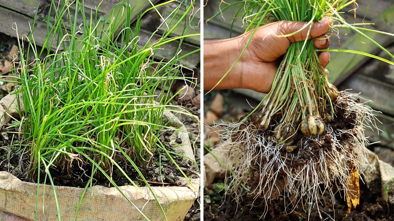 বস্তায় রসুন চাষ করার সহজ পদ্ধতি - How to Grow Garlic in Bags