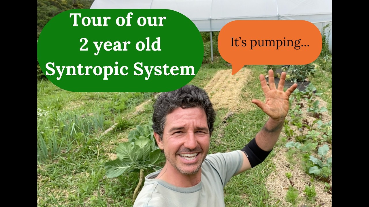 Tour of Our 2 Year Old Syntropic System - Its Absolutely Pumping!!!
