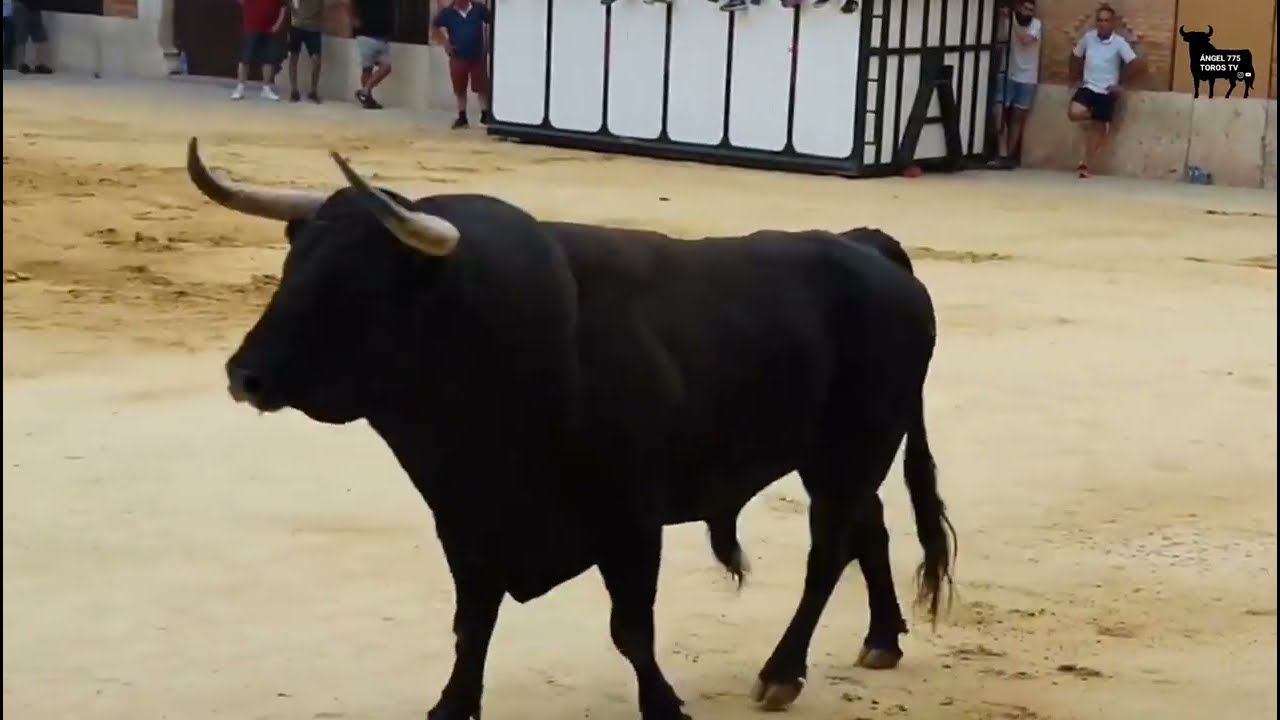 Videoclip Bous a Foios 2023-PT el Cuerno [22/07/23]  🎥 @juanmiguelcastellanogomez7362