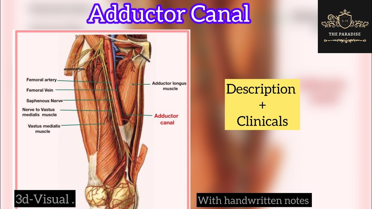 Adductor canal in just 6 minutes ✌️|