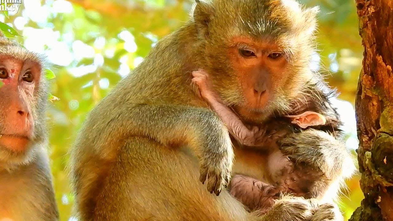 Super cute newborn baby monkey Bevin|Monkey Blackie and baby Bavin