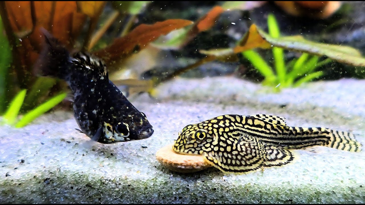 🐟The Hillstream Loach Who Gets Too Greedy at Dinner!🍽️