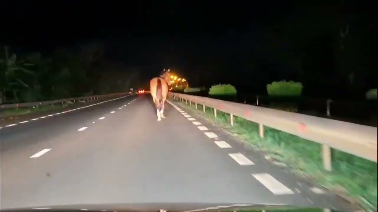 Maurice Info - Un cheval au trot sur la nouvelle route  [08-01-2026]