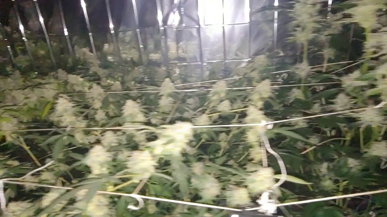 SCREEN OF GREEN!