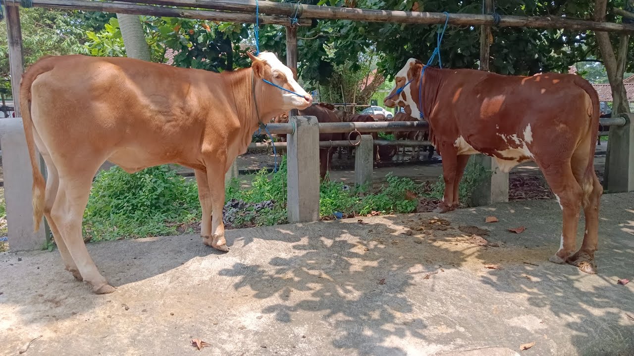 Harga sapi bakalan induk pak warjiman / mas iwan pasar hewan Muntilan jelang lebaran 2026