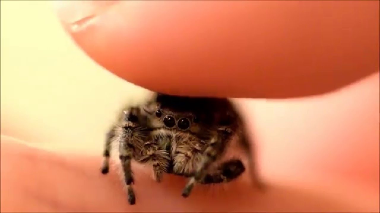 Petting my Phidippus Adumbratus Jumping Spider