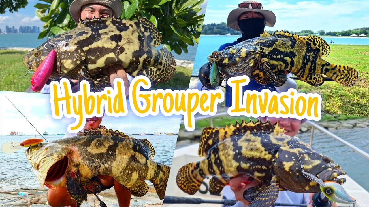 EP8: 野生龙虎斑 Wild Hybrid Grouper Fishing Kerapu Besar [Singapore Shore & Offshore Luring]